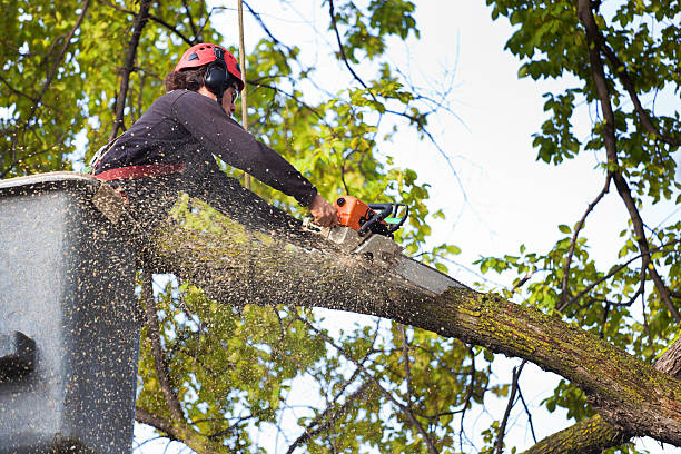 Best Arborist Consultation Services  in Dahlgren, VA