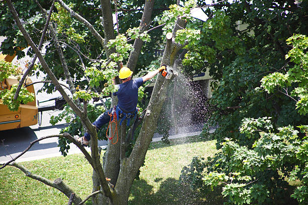 How Our Tree Care Process Works  in  Dahlgren, VA